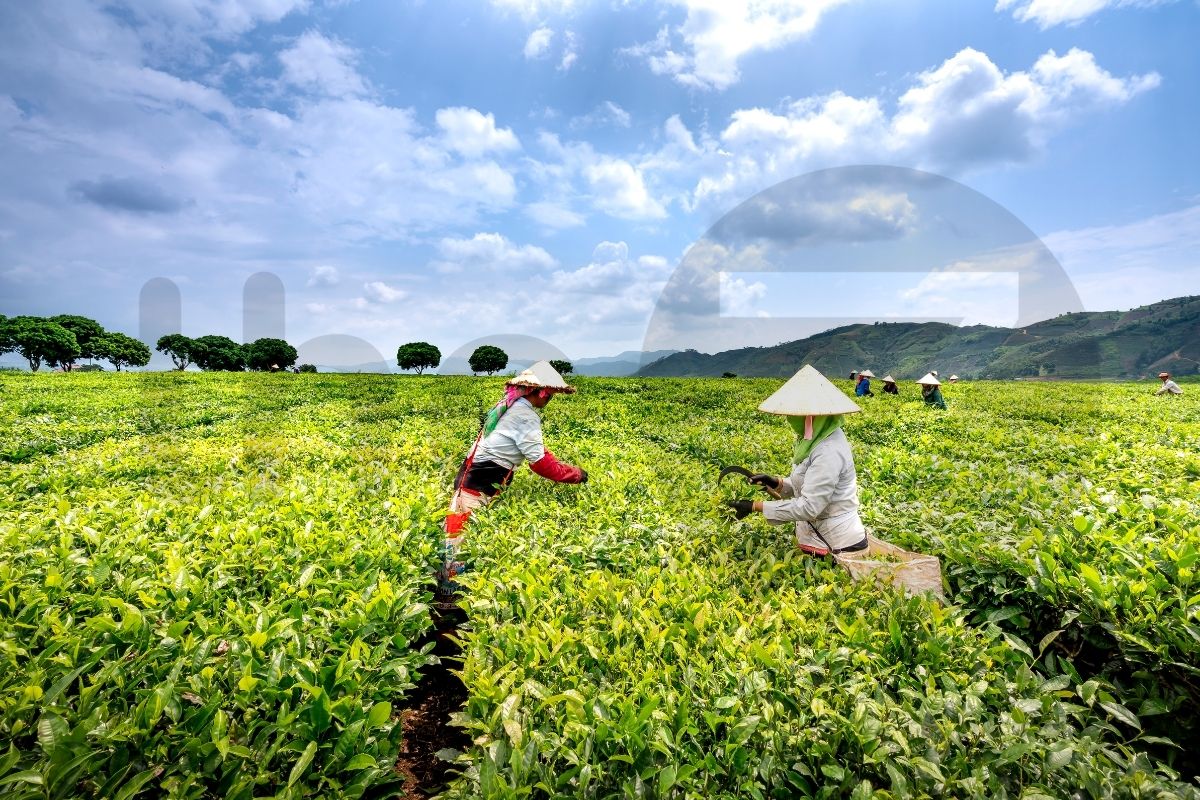 Các câu slogan hay cho công ty nông nghiệp